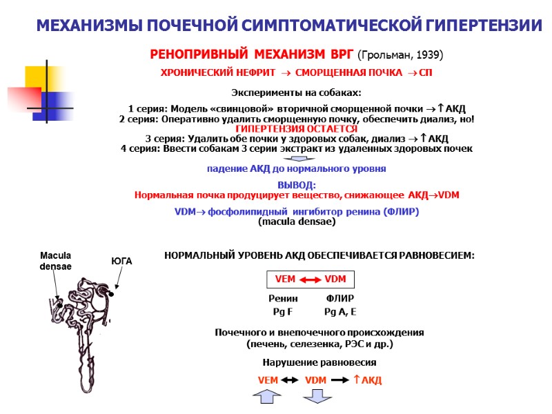 МЕХАНИЗМЫ ПОЧЕЧНОЙ СИМПТОМАТИЧЕСКОЙ ГИПЕРТЕНЗИИ РЕНОПРИВНЫЙ МЕХАНИЗМ ВРГ (Грольман, 1939) ХРОНИЧЕСКИЙ НЕФРИТ   